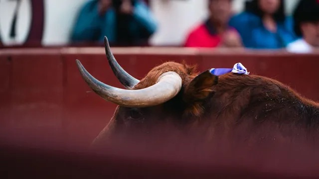 Madrid se encomienda al toro duro para abrir la temporada 2026.