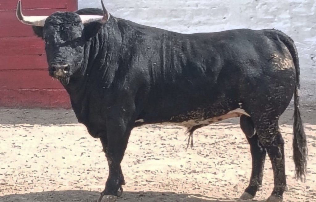 Guadalajara: Quedó reseñado el encierro para la corrida del 1 de febrero.