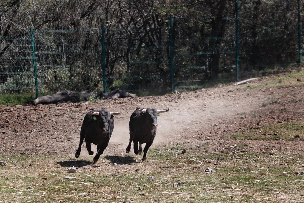 Buscan conservar el toro de lidia; prohibir corridas significará la extinción, advierten.