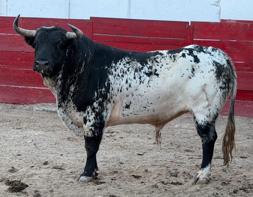 Guadalajara: Reseñan el encierro de Jaral de Peñas y Tequisquiapan para la corrida de este domingo 22 de febrero.
