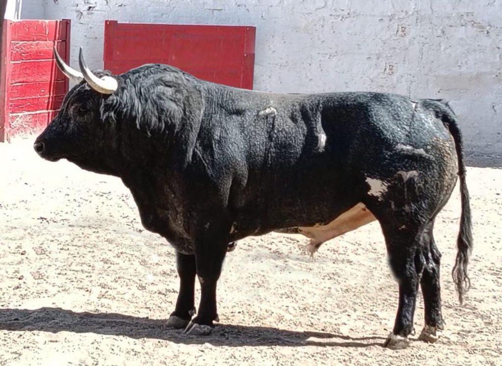 Reseñado el encierro de Xajay para Guadalajara.