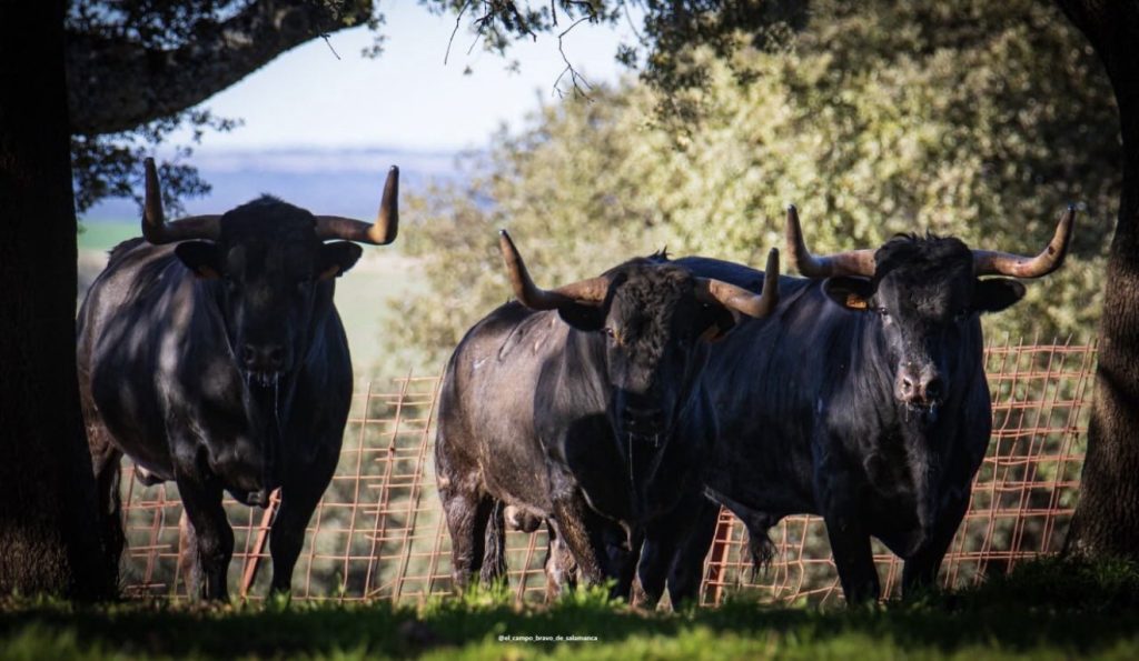 José Juan Fraile, ante Olivenza: “Repetir es sinónimo de haber hecho las cosas bien”