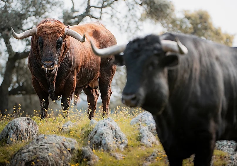 Así llegan los toreros que abren la temporada en Madrid con Cuadris: «Es un antes y un después»