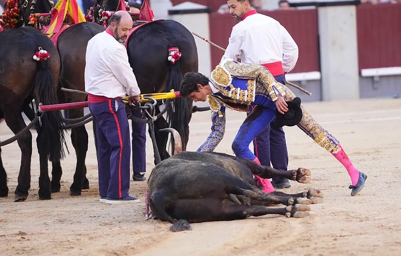 Gloriosa oda al toro ‘Cantaor’: la excelencia de Victoriano del Río se cita, otra vez, con Las Ventas.