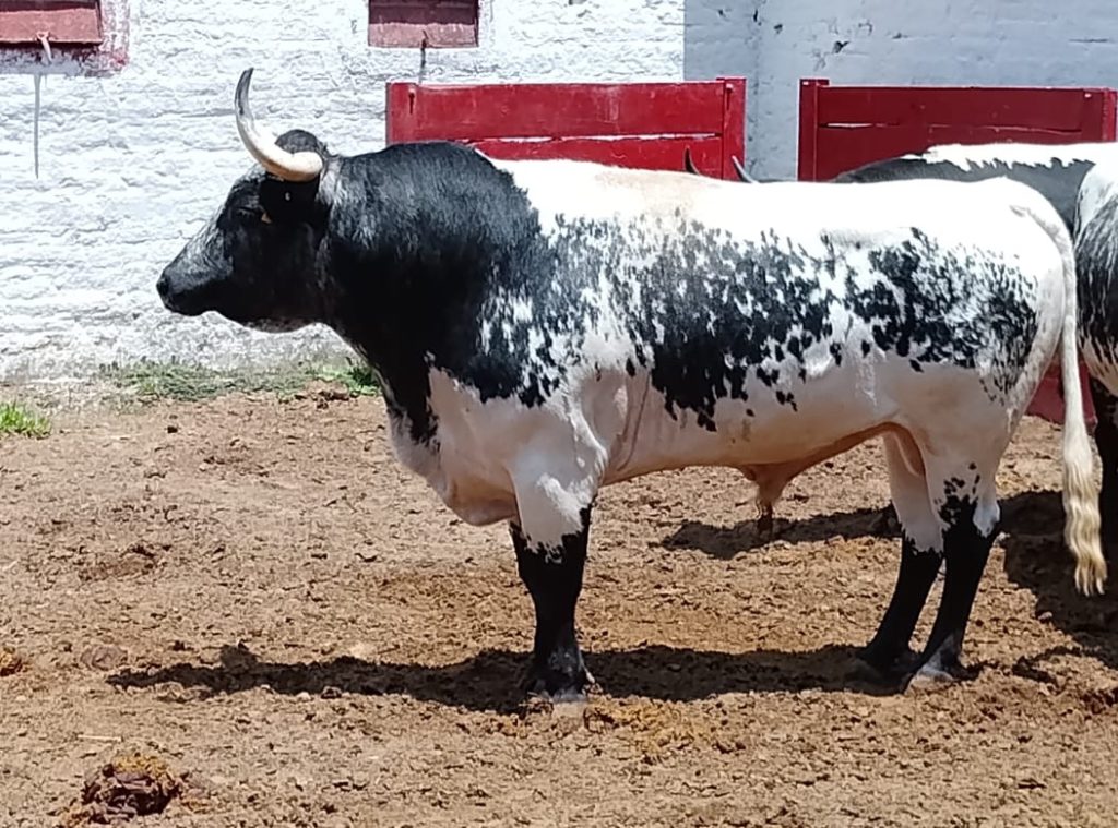 Santa Lucía Zaragoza Hermanos, reseñada para abrir las novilladas en Guadalajara.